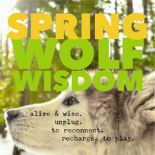 Load image into Gallery viewer, Yellowstone Spring Retreat  - 2025 Wolf Wisdom - Montana Women&#39;s Adventure
