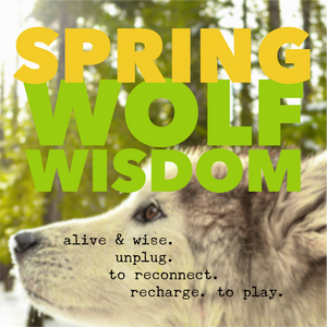 Yellowstone Spring Retreat  - 2025 Wolf Wisdom - Montana Women's Adventure