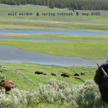 Load image into Gallery viewer, Yellowstone Spring Retreat  - 2025 Wolf Wisdom - Montana Women&#39;s Adventure
