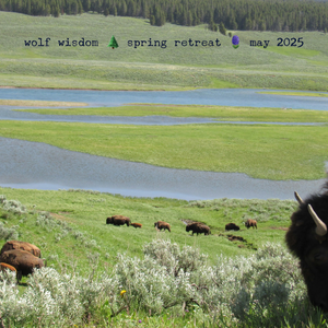 Yellowstone Spring Retreat  - 2025 Wolf Wisdom - Montana Women's Adventure