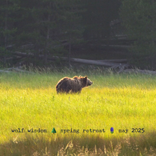 Load image into Gallery viewer, Yellowstone Spring Retreat  - 2025 Wolf Wisdom - Montana Women&#39;s Adventure
