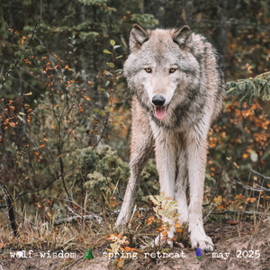 Yellowstone Spring Retreat  - 2025 Wolf Wisdom - Montana Women's Adventure